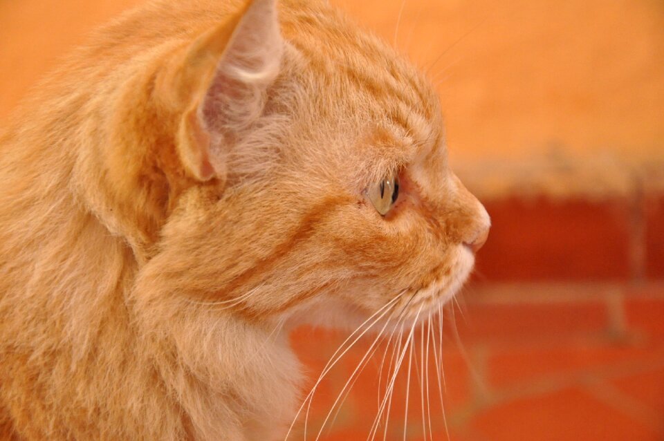 Orange pet animal