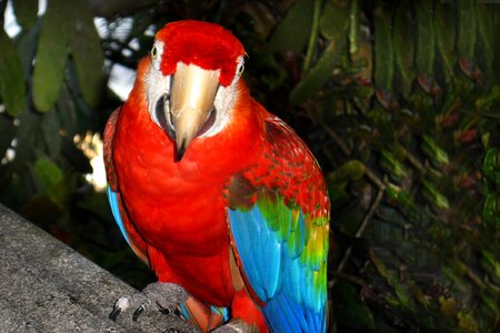 Tropical bird atlantic forest nature