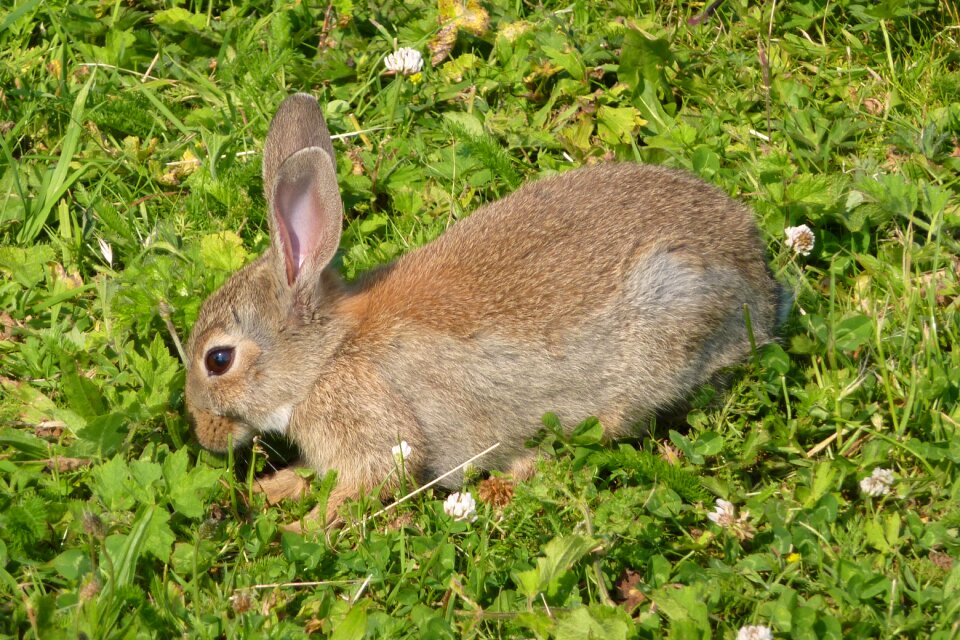 Rabbit haas grassland