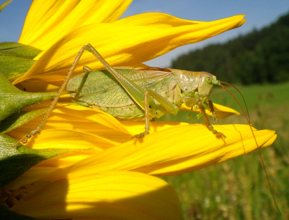 Grass hopper sunflower summer