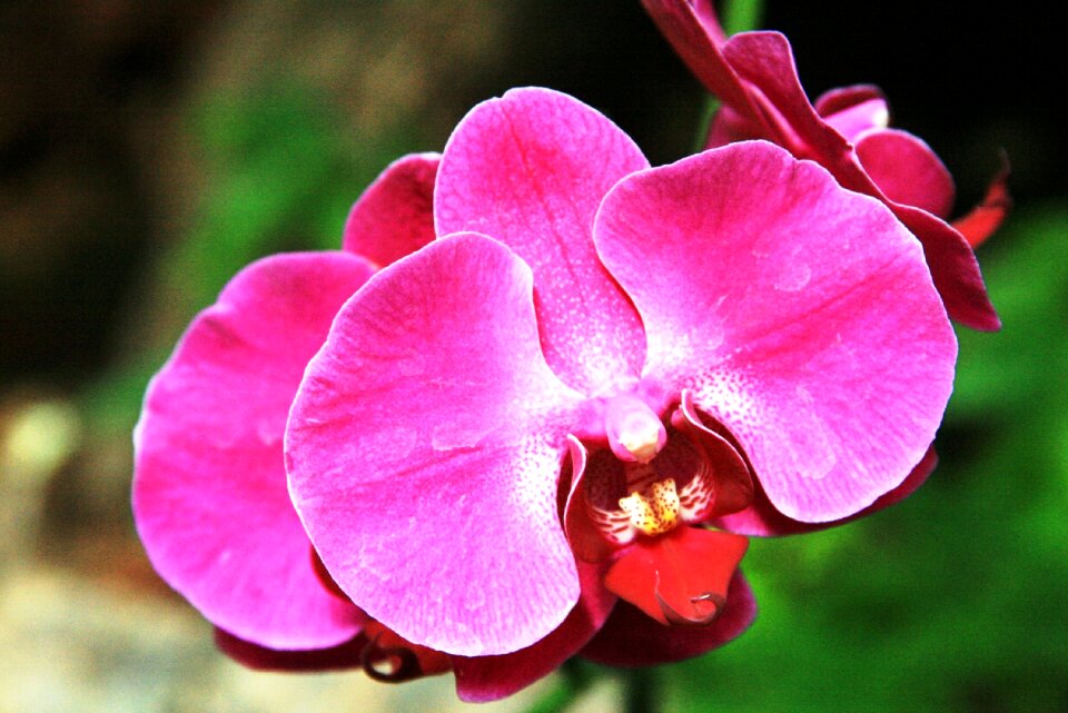 Orchid flower nature