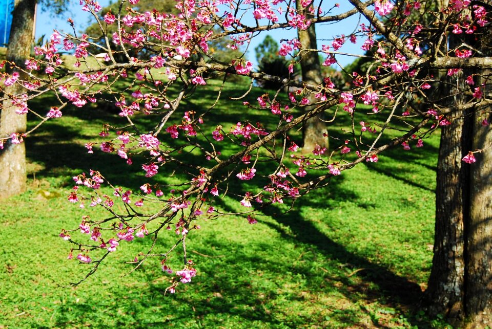 Cherry spring nature