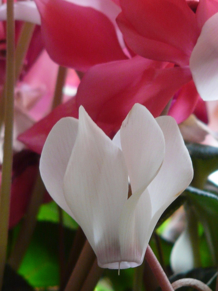 White flora ornamental plant