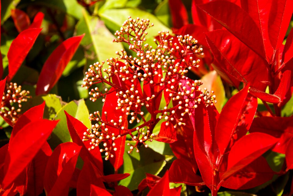 Hedge foliage red