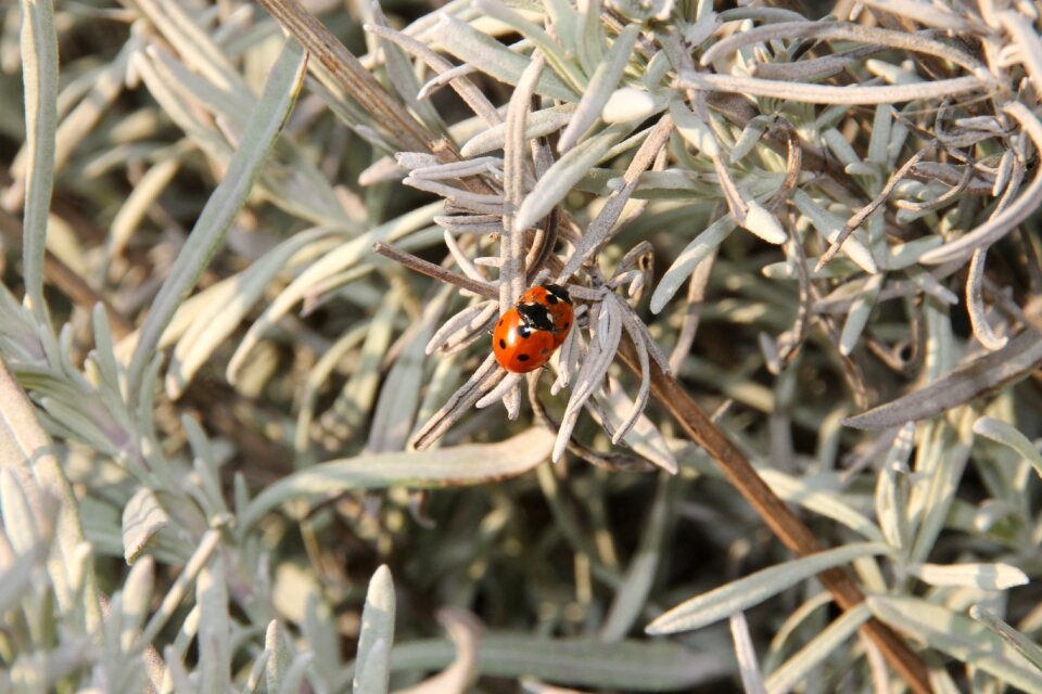 Pairing insect nature