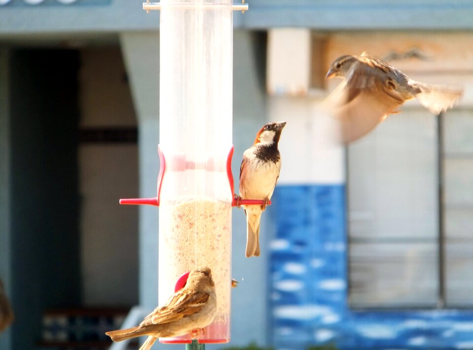 Animals eating feeding