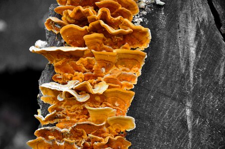 Tinder fungus forest wood