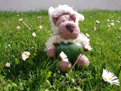 Wolf sheepskin happychapi