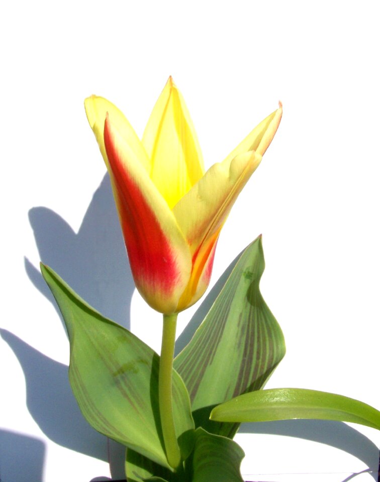 Tulip spring flower two color