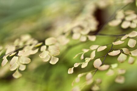 Detail green