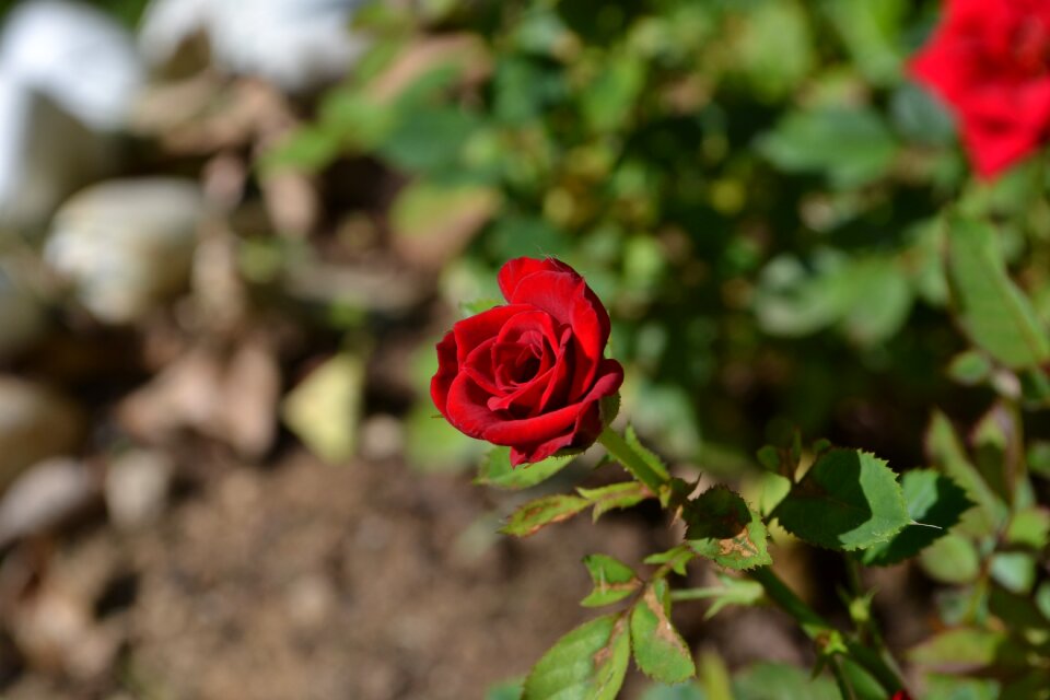 Red rose rose color