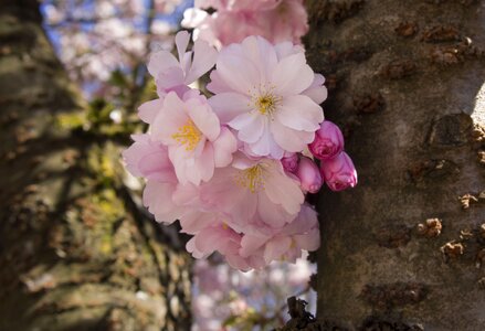 Cherry blossoms pink spring photo