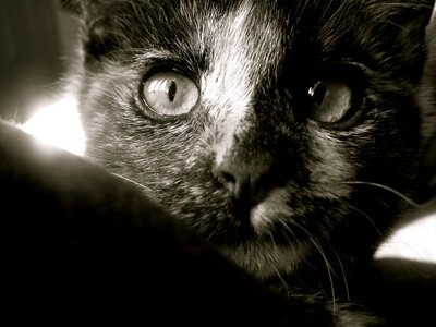 Animal cute feline