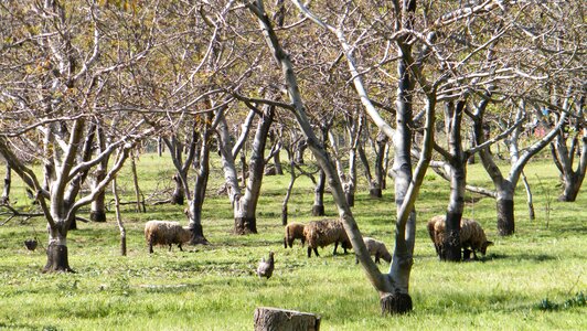 Field animal nature