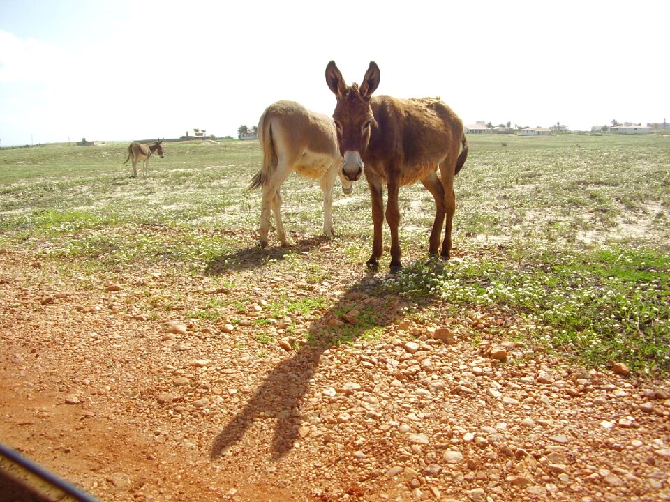Nature animals green