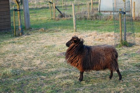 Black brown animal