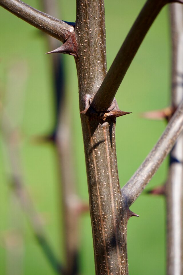 Plant prickly nature