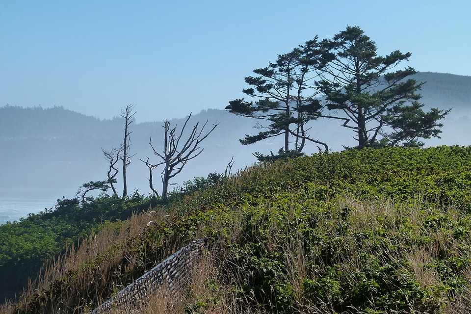 Haze nature grass