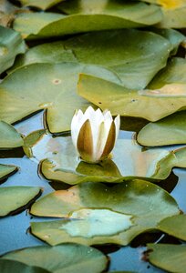 Garden reflection white