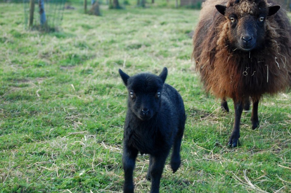 Spring racing animal