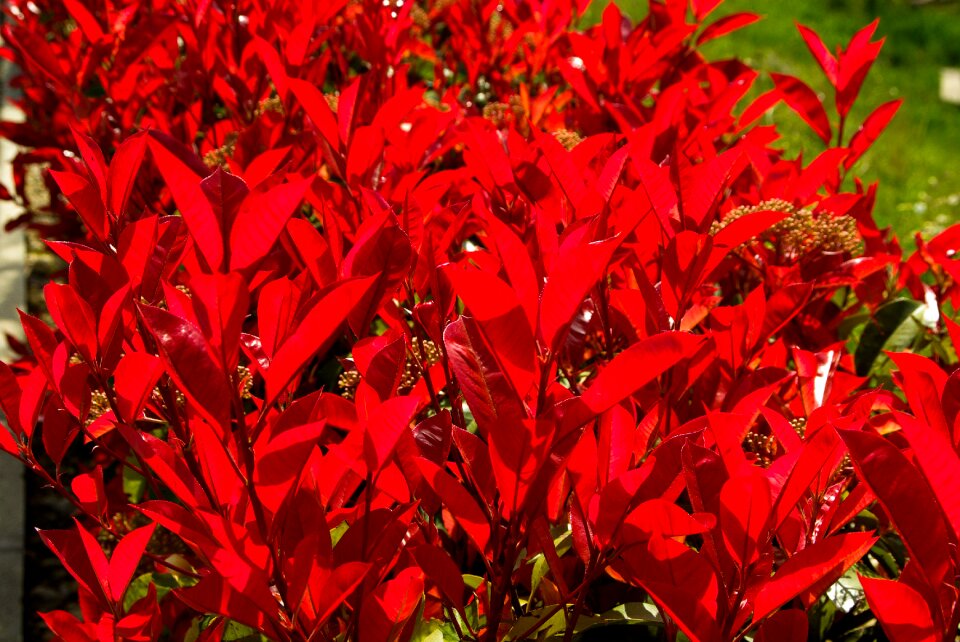 Shrub red leaves hedge