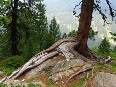 Rock tree wood photo