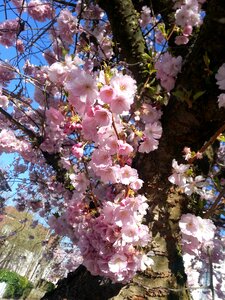 Cherry blossoms spring pink