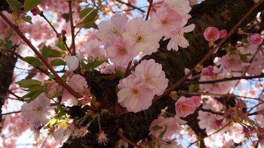 Cherry blossoms pink spring
