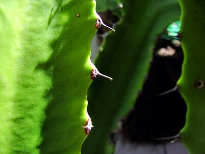 Thorns prickly plant vegetation photo