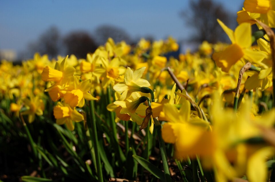 Flowers field nature yellow