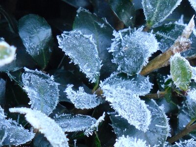 Winter leaf cold photo
