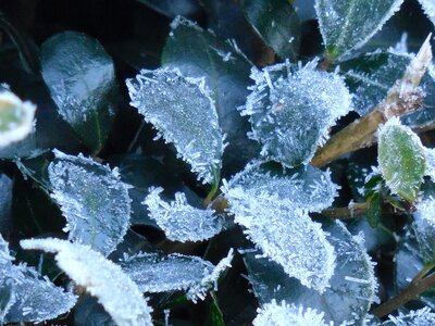 Winter leaf cold