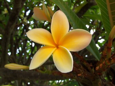 Floral plant