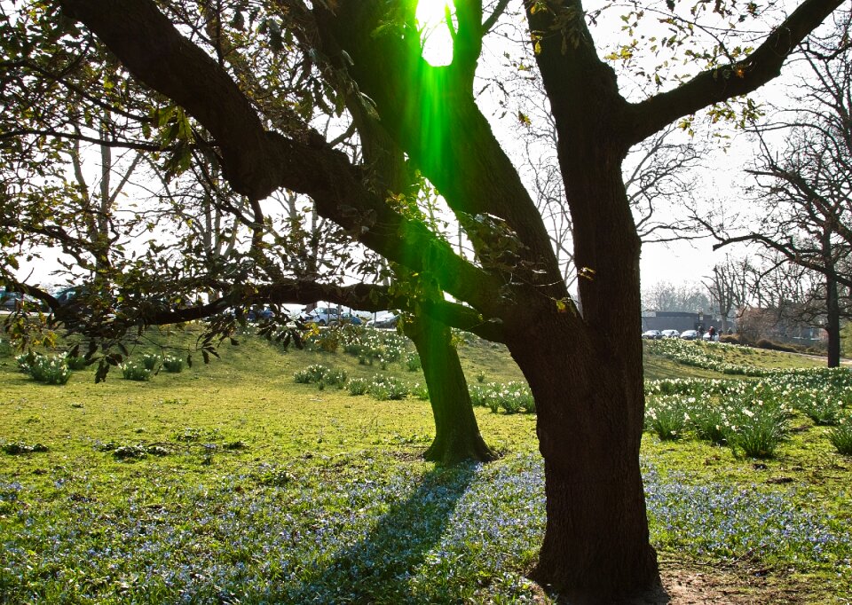 Sunshine green nature