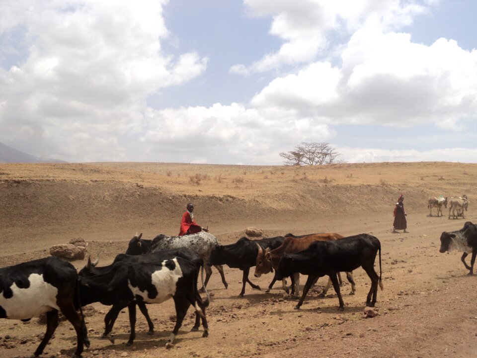 Cattle desert experiences