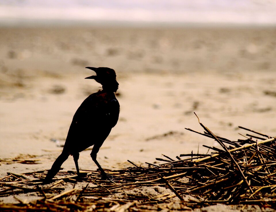 Nature national animal