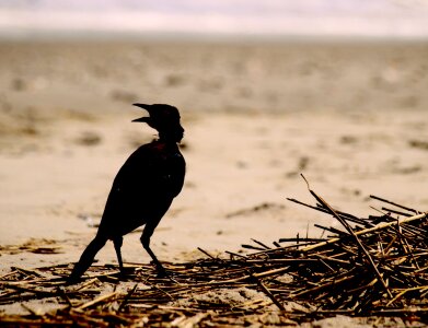 Nature national animal