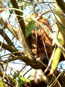 Kitten cute foliage