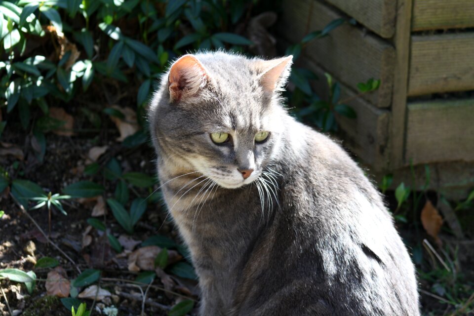Smokey grey feline cat in sunshine