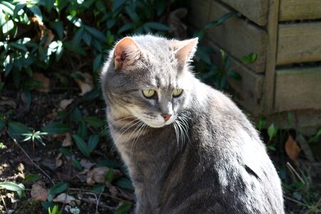Smokey grey feline cat in sunshine