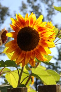 Flower garden yellow