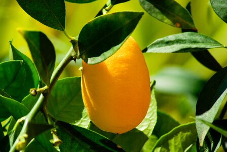 Citrus lemon lemon tree photo