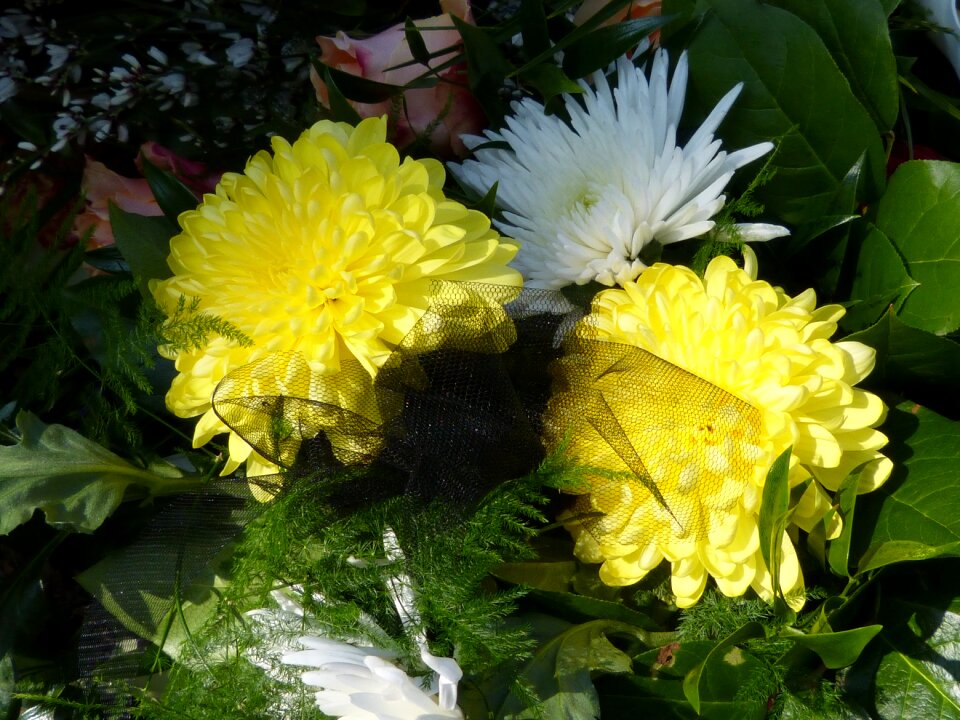 Bloom nature flower