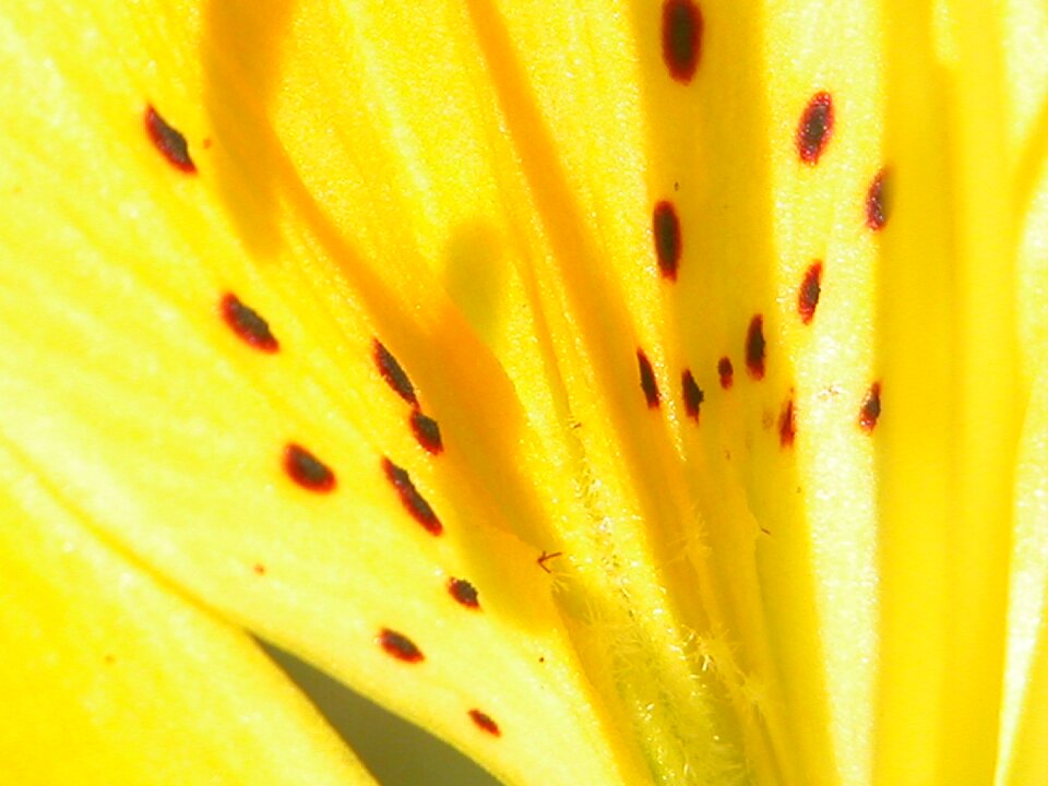 Colorful bloom floral