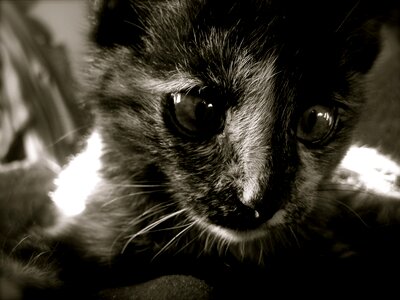 Animal kitty domestic