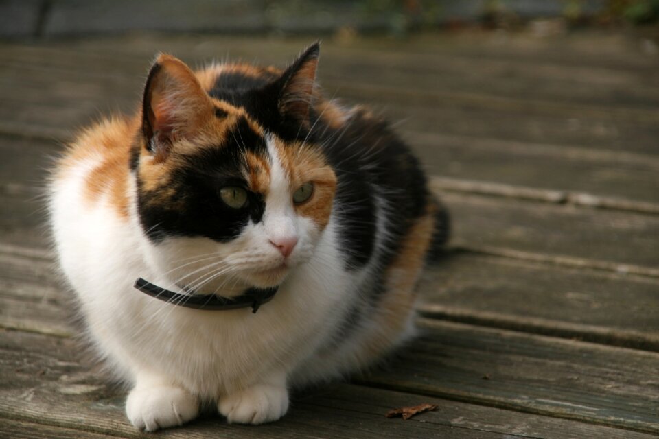 Garden animal nice