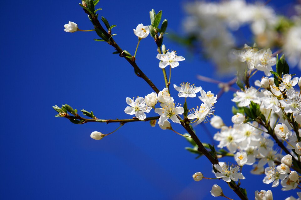 Against sky blue spring