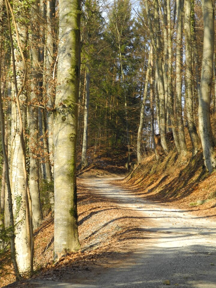 Trees landscape away photo