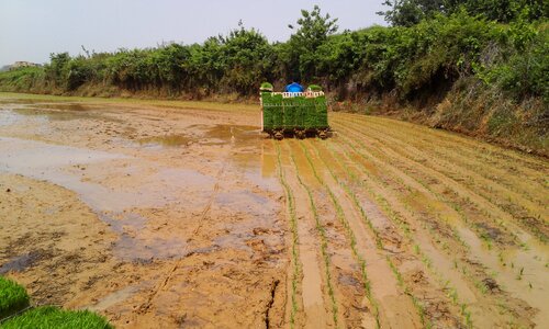 Planting transplant agriculture photo