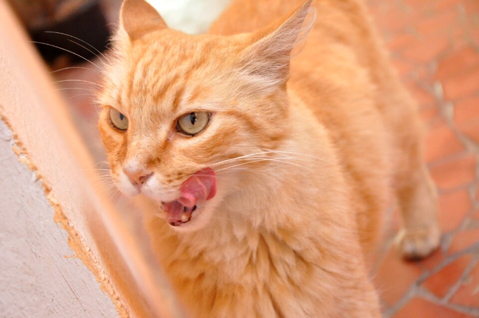 Orange pet animal photo